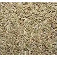 Cumin seed